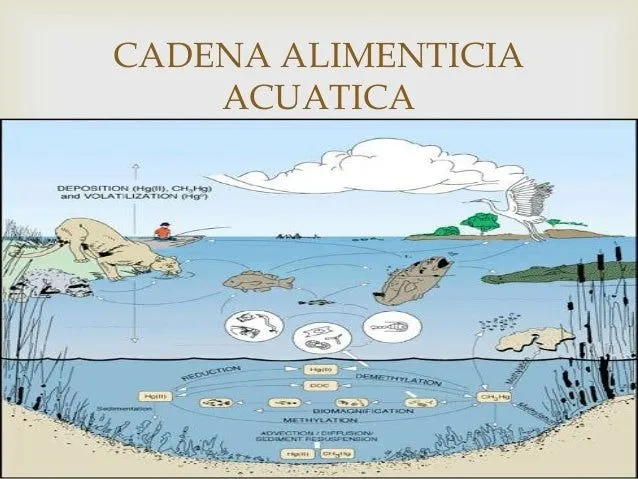 La cadena alimentaria acuatica - Imagui