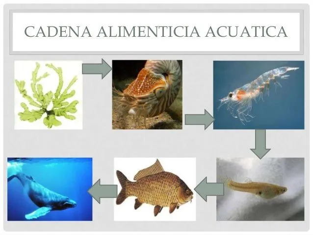 La cadena alimentaria acuatica - Imagui