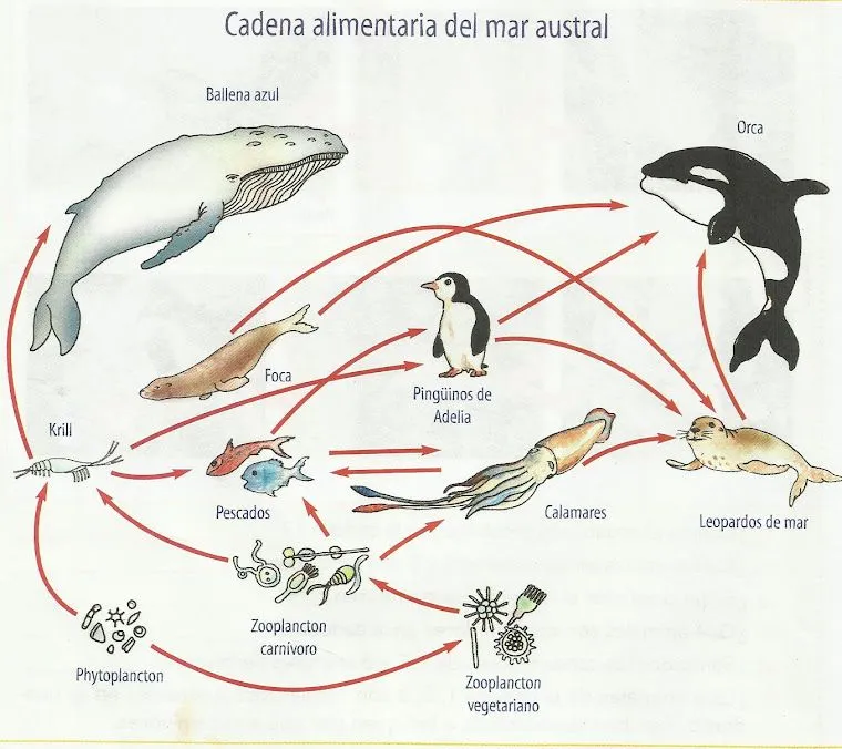 Cadena alimentaria marina - Imagui
