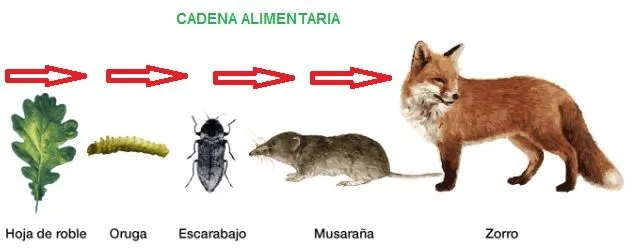 Cadena Alimentaria Y Red Alimentaria. Que son, Niveles y Red