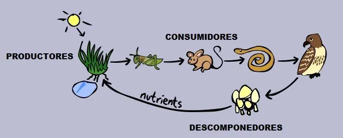 Cadena Alimentaria Y Red Alimentaria. Que son, Niveles y Red