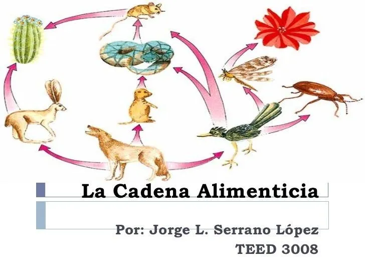 La cadena alimenticia