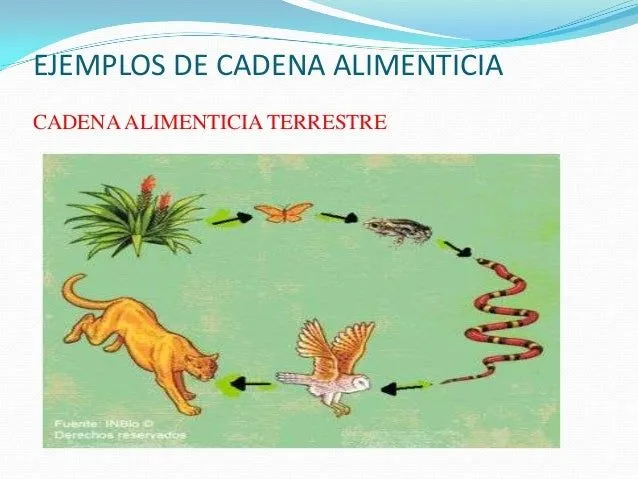 Cadena alimenticia