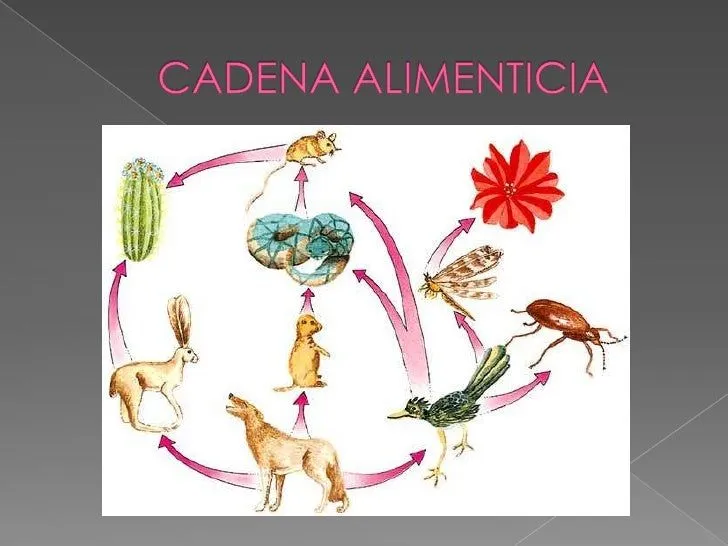 Cadena Alimenticia