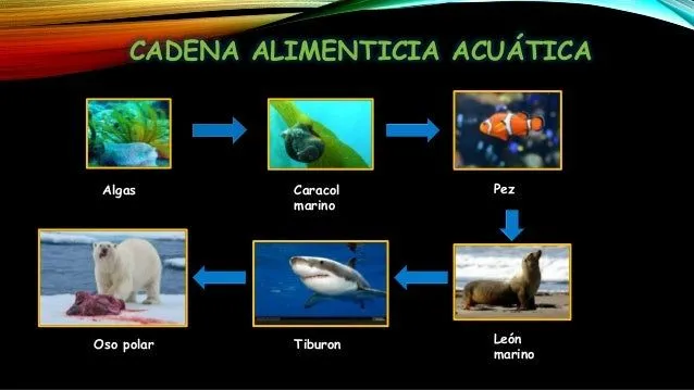 Cadena Alimenticia