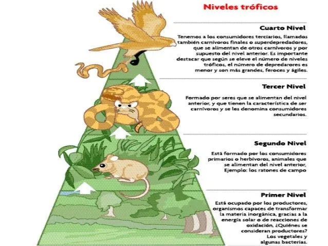 Cadena alimenticia