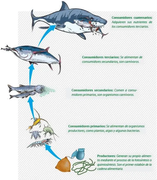 Cadena alimenticia acuática - Cadena alimenticia