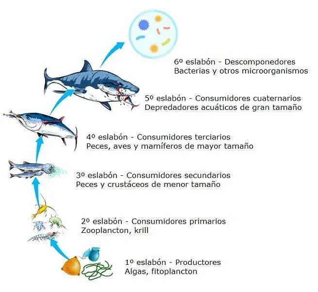 Cadena Alimenticia Acuática: qué es y ejemplos en 2023 | Alimenticio,  Cadenas, Significado de te