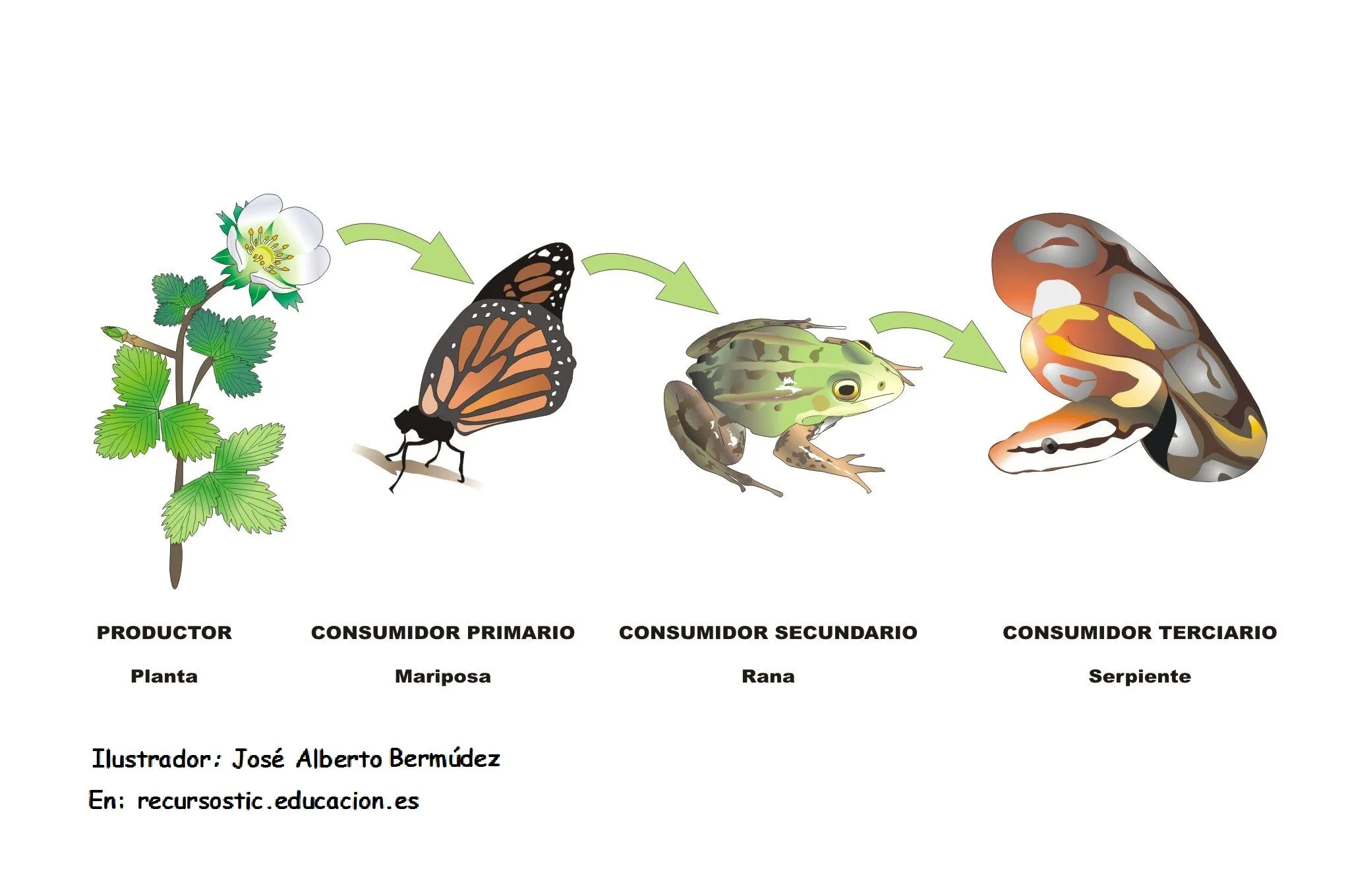 cadena alimenticia - Currículum en línea. MINEDUC. Gobierno de Chile.