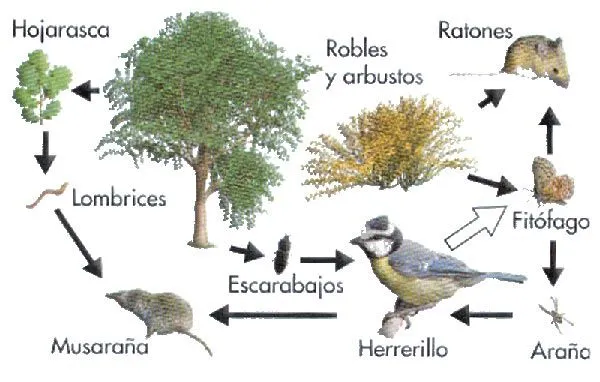 Cadena alimenticia - Definición, ejemplos y más