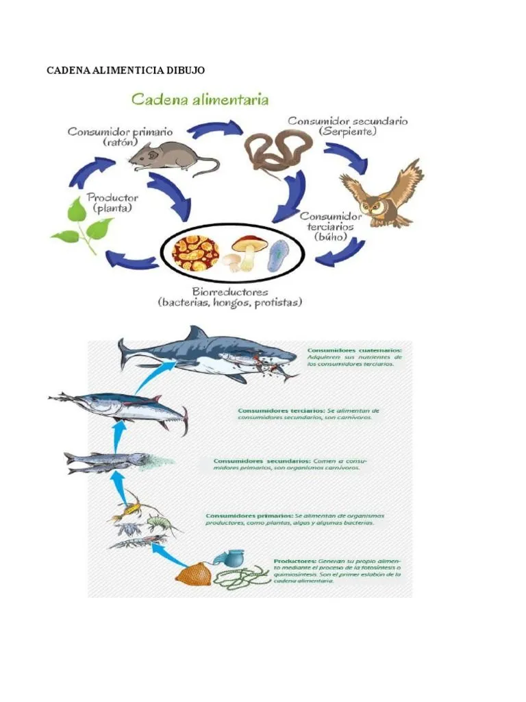 Cadena Alimenticia Dibujo | PDF | Parasitismo | Ecología