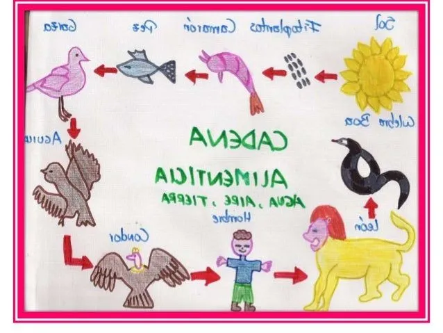 Imágenes de cadena alimenticia - Imagui