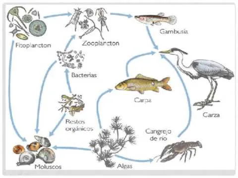 CADENA ALIMENTICIA (terrestre-acuatica-aerea)