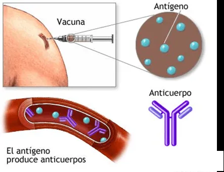 Cadena epidemiológica - Monografias.com