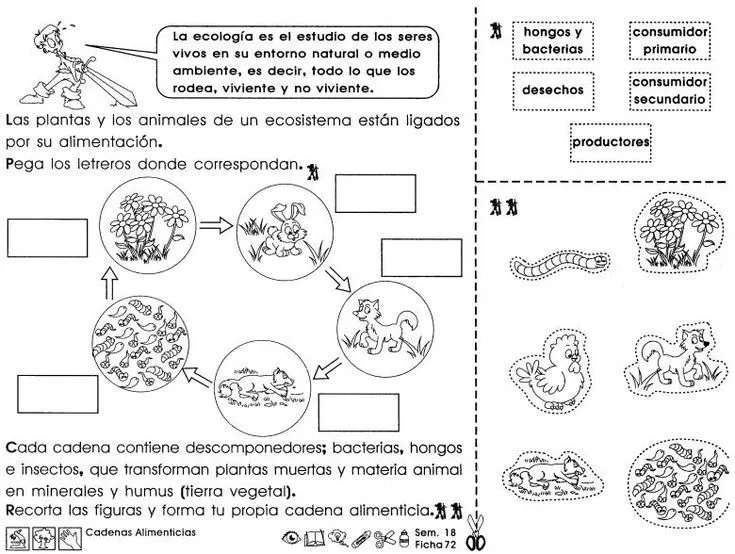 Cadenas alimenticias: 3er grado - Paperblog | Autotrofos y heterotrofos,  Prueba de ciencias naturales, Cuadernos interactivos de ciencias