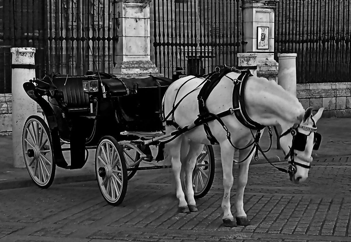 Al Caer La Media Noche: Los caballos de tu boda