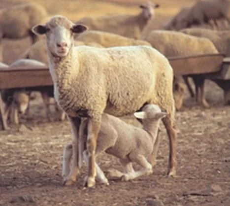 Al Caer La Media Noche: ¡ Vaya leches ! Animales