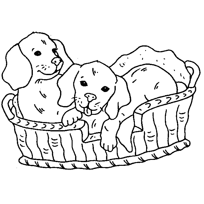 Cães para Colorir - Desenhos Para Colorir