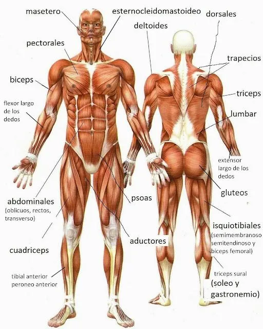 Café y cigarro: muñequito de barro.: anatomía cuerpo humano. músculos