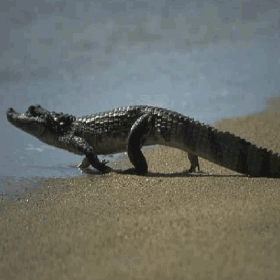 caiman es un genero de crocodilios de la familia de los aligatoridos ...