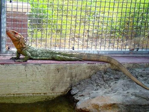 Caiman Lizard (Lagarto caiman) | Flickr - Photo Sharing!