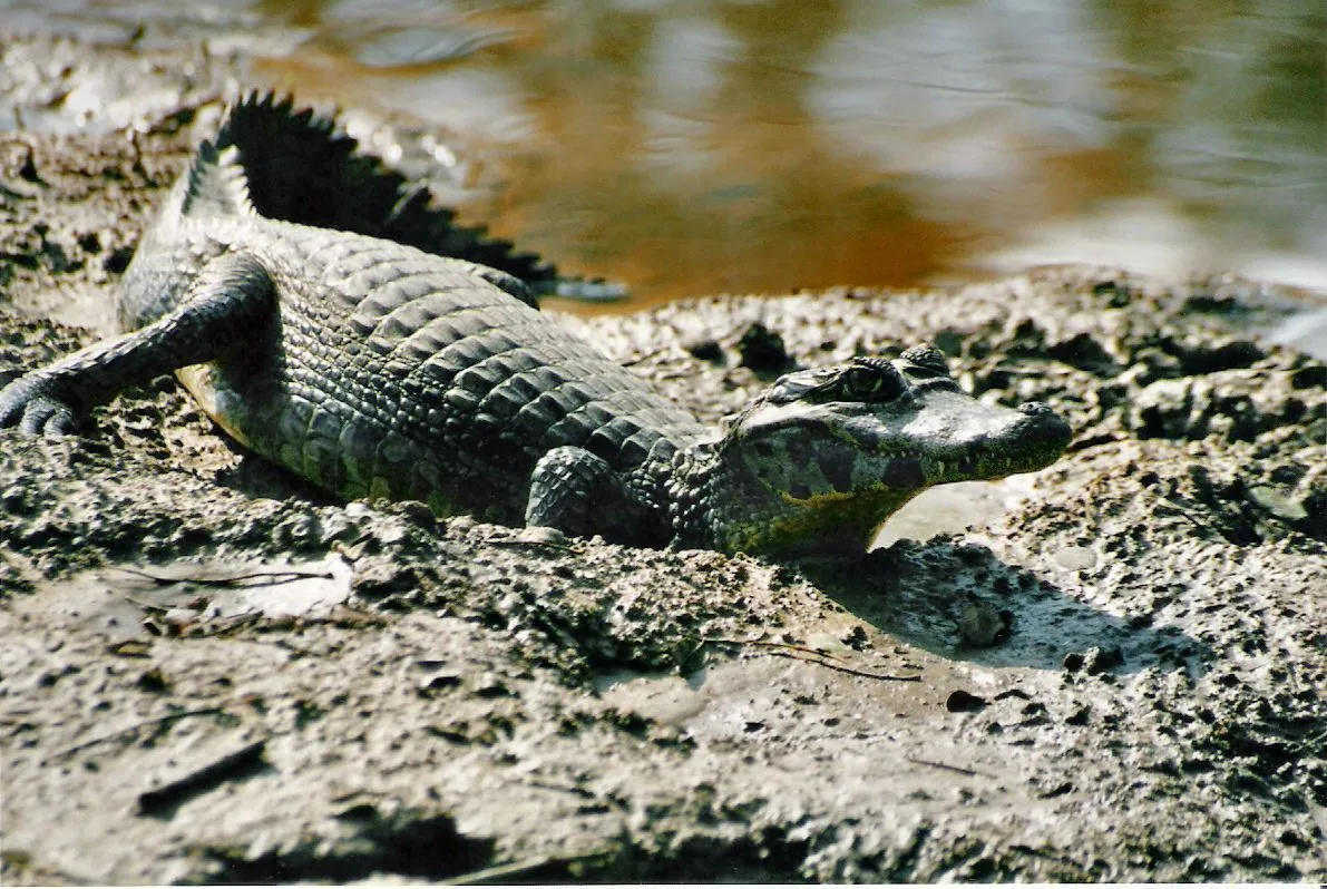 Caiman - Wikipedia, the free encyclopedia