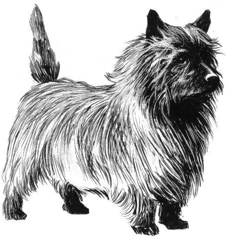 Cairn Terrier, un perro de compañía | Imagenes Sin Copyright