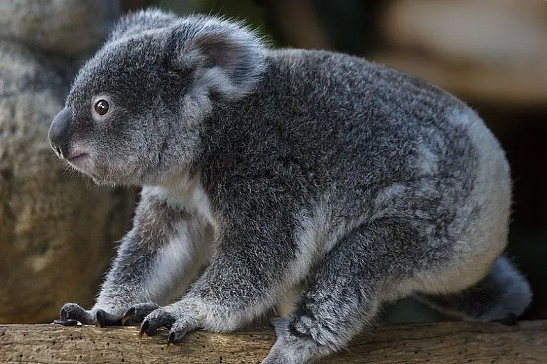 Mi cajón de Imágenes: Koalas