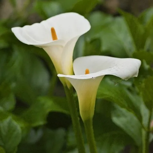 calas (zantedeschia aethiopica) - a photo on Flickriver