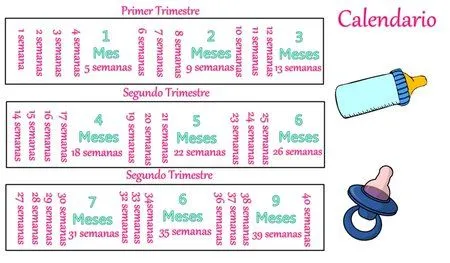 Calculo de Semanas, meses y trimestres - Bebés de Agosto 2014 ...