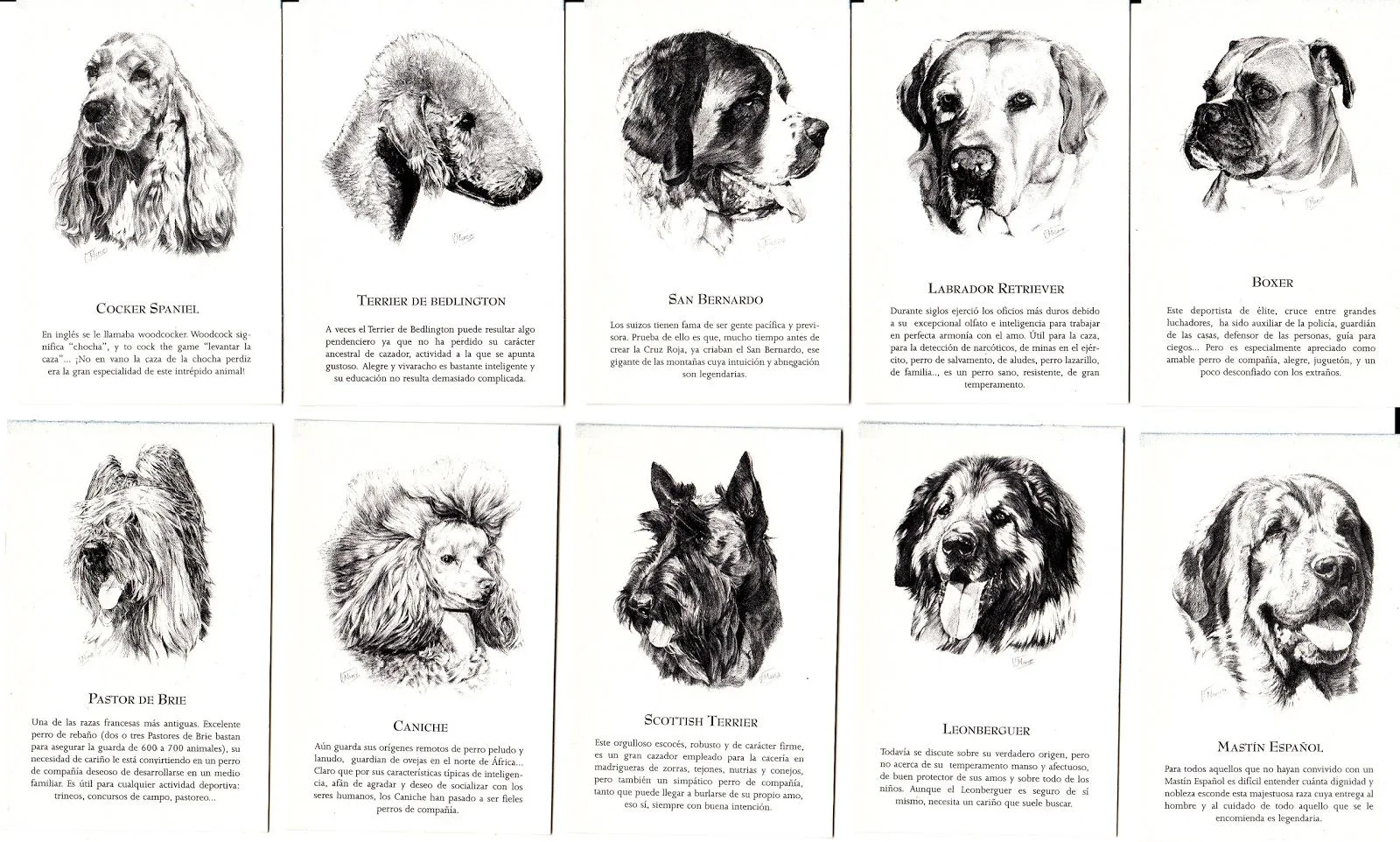 ... calendarios: CALENDARIOS DE RETRATOS DE RAZAS DE PERROS A CARBONCILLA