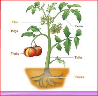 A un SEGUNDO de La Caleta: EL MUNDO DE LAS PLANTAS