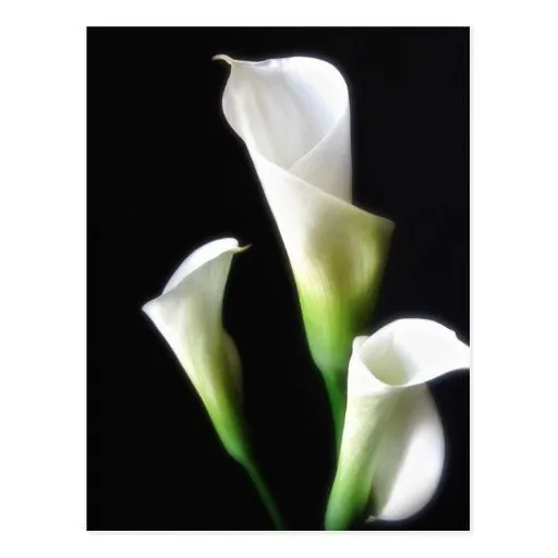 Calla Lily 3 Postcards from Zazzle.