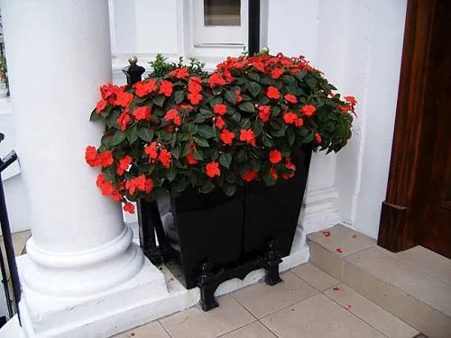 Calles de Flores en Londres