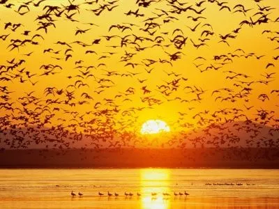 En el calor de la noche: COMO PAJAROS VOLANDO