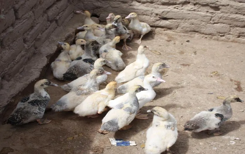 Internos del Penal de Ica crian y comercializan patos Y cuyes de ...