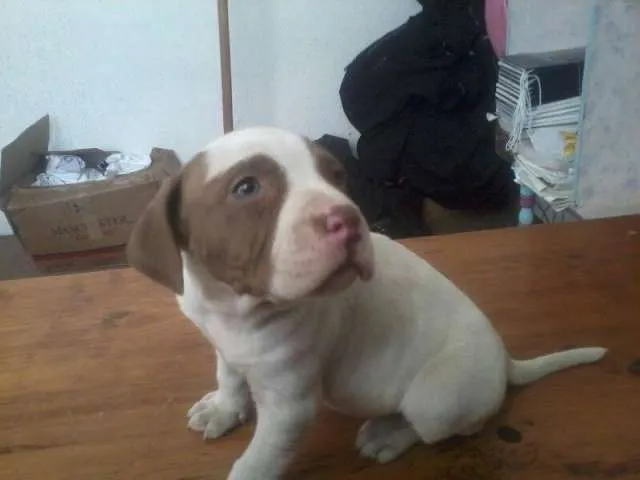 Camada pitbull stanford - Bello, Colombia - Animales / Mascotas
