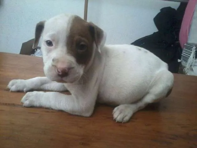 Camada pitbull stanford - Bello, Colombia - Animales / Mascotas