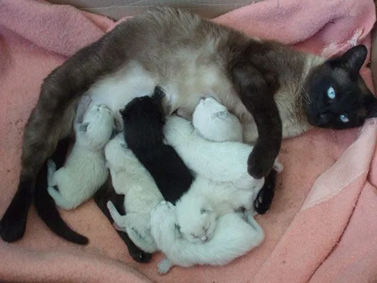 Otras dos camadas de gatitos, esta vez en Huesca y Zaragoza | En ...