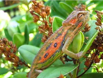 Camaleón – Wikifaunia, tu enciclopedia de animales