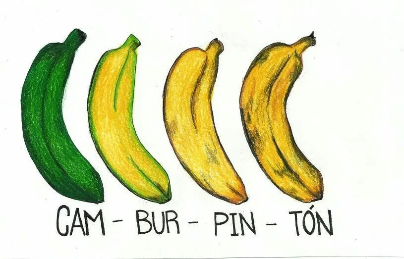 Cambur pintón #venezuela #plátano #criollo #dibujo | Banana, Venezuela,  Inspire me