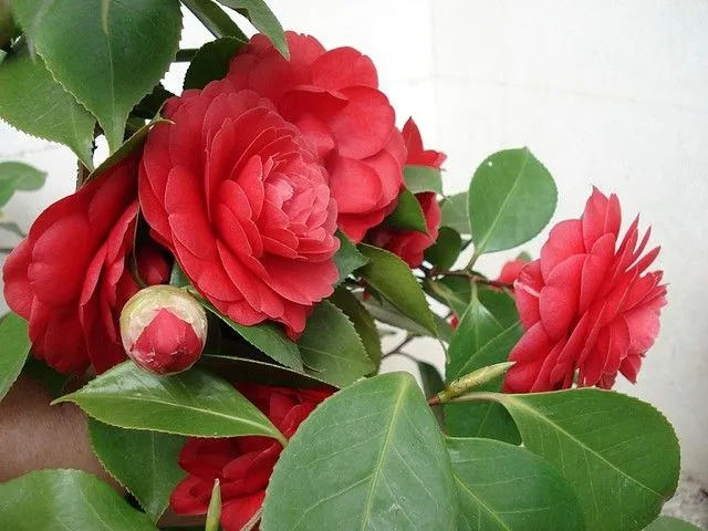 Camelias Rojas | Flickr - Photo Sharing!