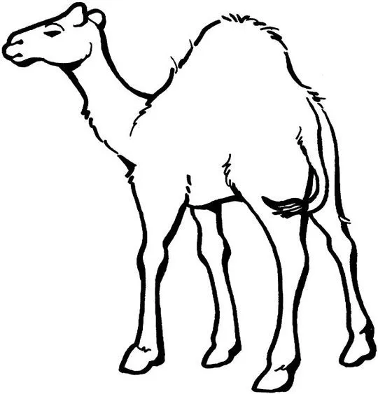 Camellos para colorear - Imagui