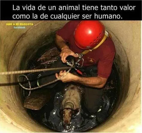 En el camino está la luz: Sin doble cara...un niño, un animal ...