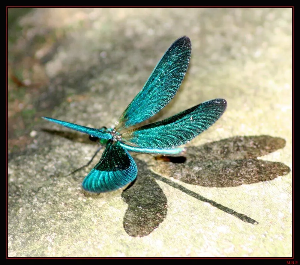 El camino de las Rosas Amarillas: Dragonfly (Libélula)