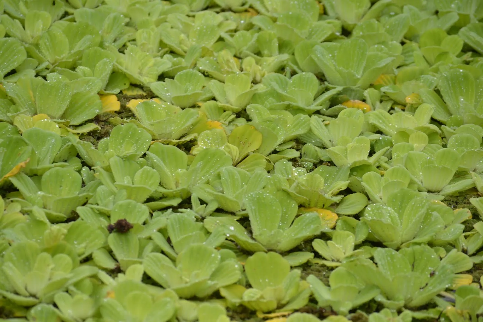 El camino a Samarcanda: El agua dibujada (