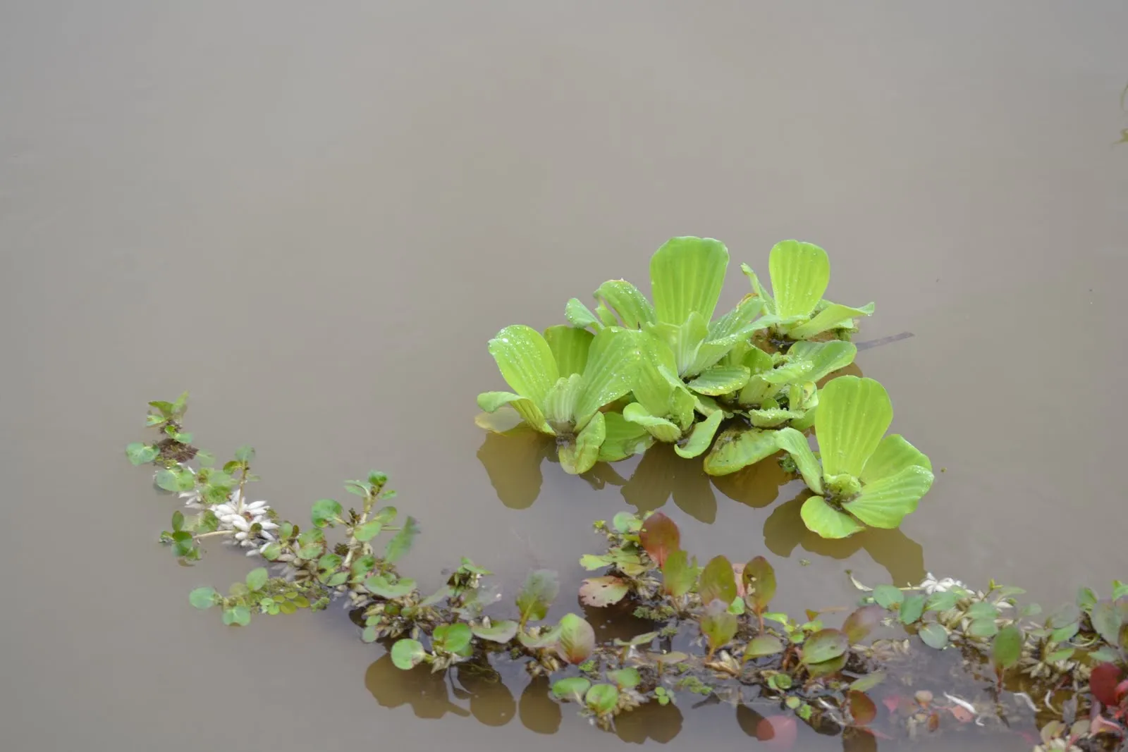El camino a Samarcanda: El agua dibujada (