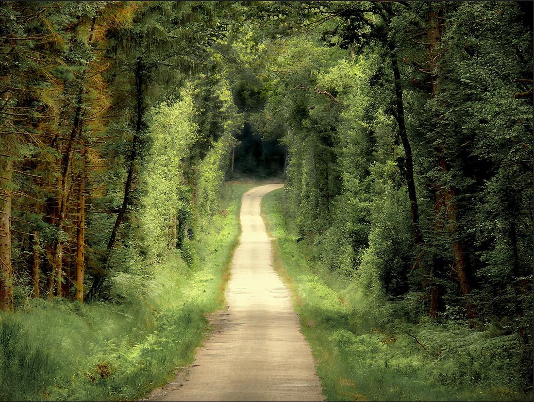 Caminos I. Una pista a través del bosque | Nunatak