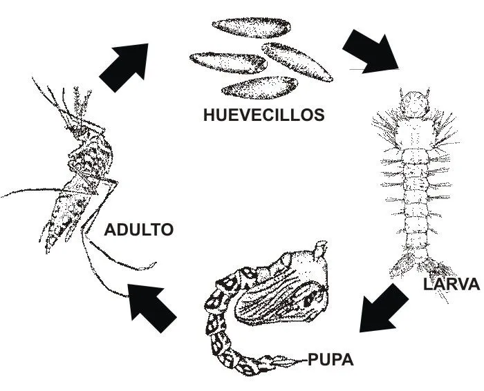 Campaña para erradicar el dengue del C.A.I.E.: Reproduccion del ...