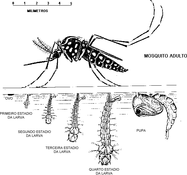 Campaña para erradicar el dengue del C.A.I.E.: Reproduccion del ...